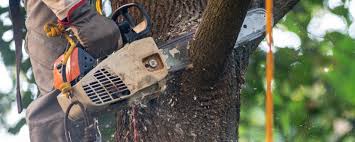 Best Tree Maintenance Programs  in Park Ridge, IL