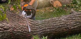 Park Ridge, IL Tree Removal Company