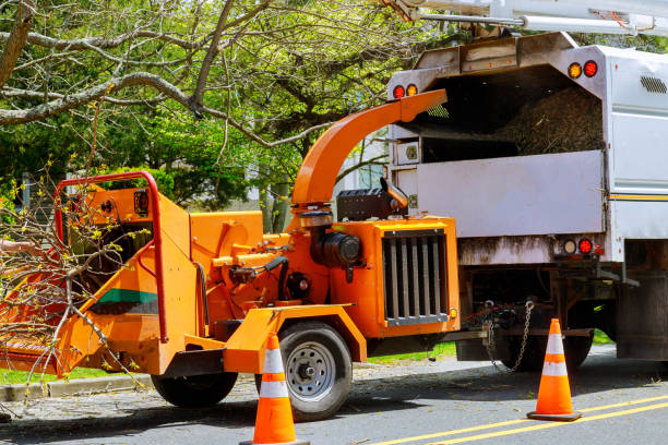 Best Tree Risk Assessment  in Park Ridge, IL
