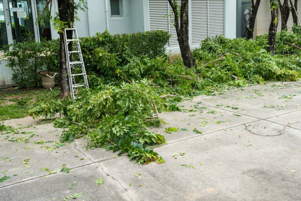 Best Hazardous Tree Removal  in Park Ridge, IL