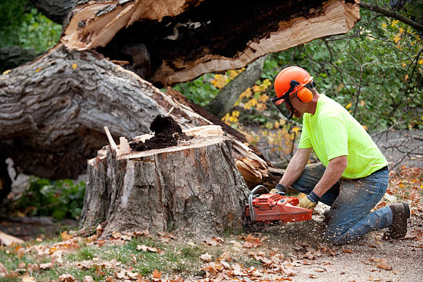 Best Lawn Grading and Leveling  in Park Ridge, IL