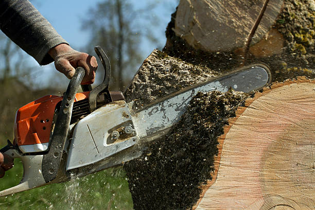 How Our Tree Care Process Works  in  Park Ridge, IL
